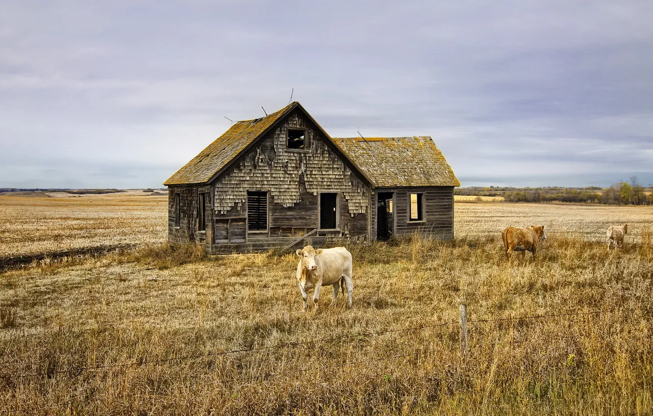 Photo wallpaper field, landscape, house, cattle