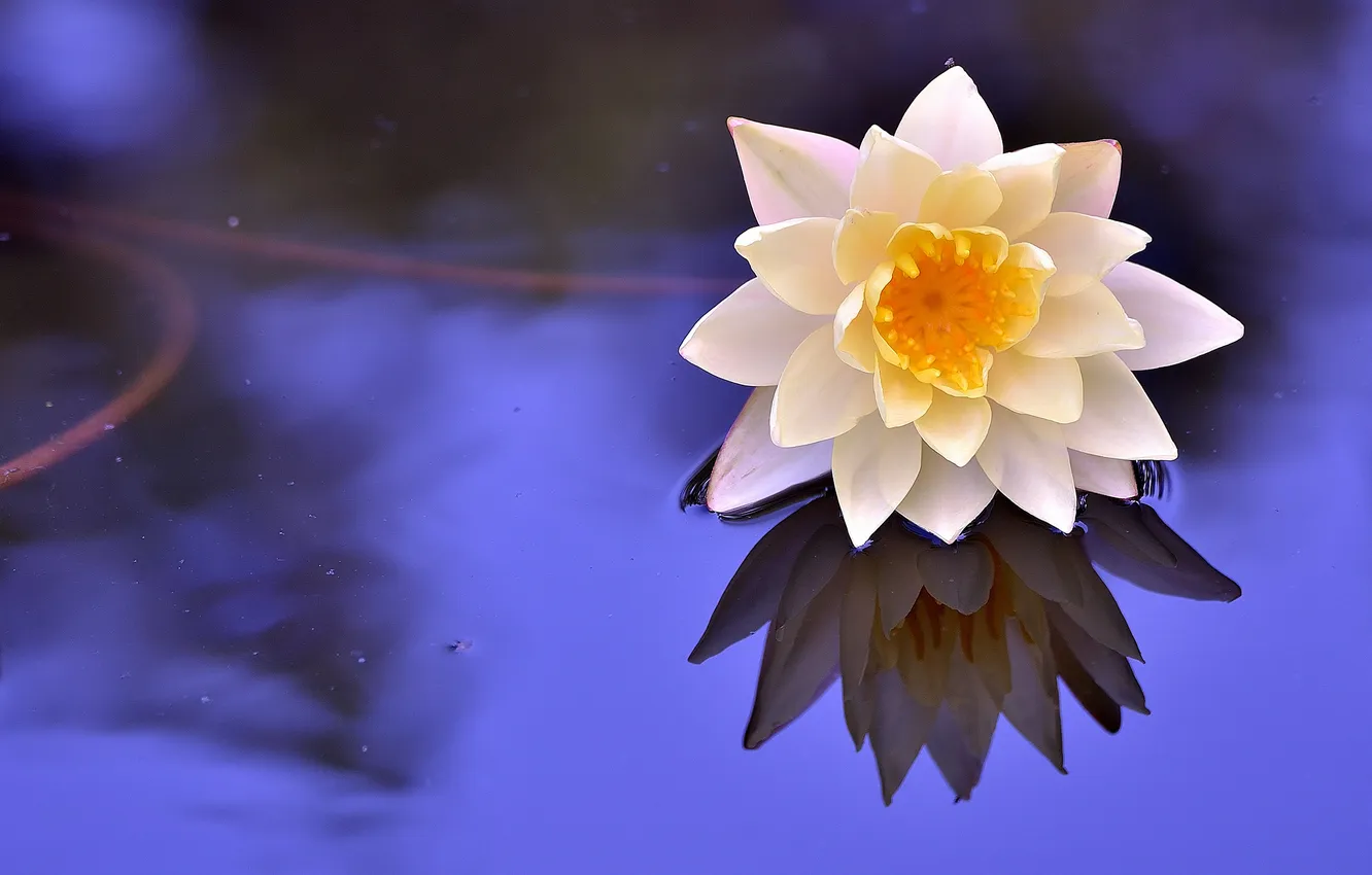 Photo wallpaper reflection, stem, Lily, pond