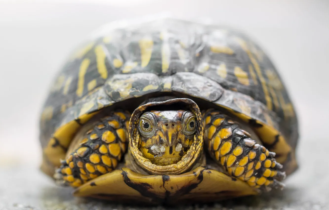 Photo wallpaper eyes, look, yellow, turtle, portrait, blur, light background, bug