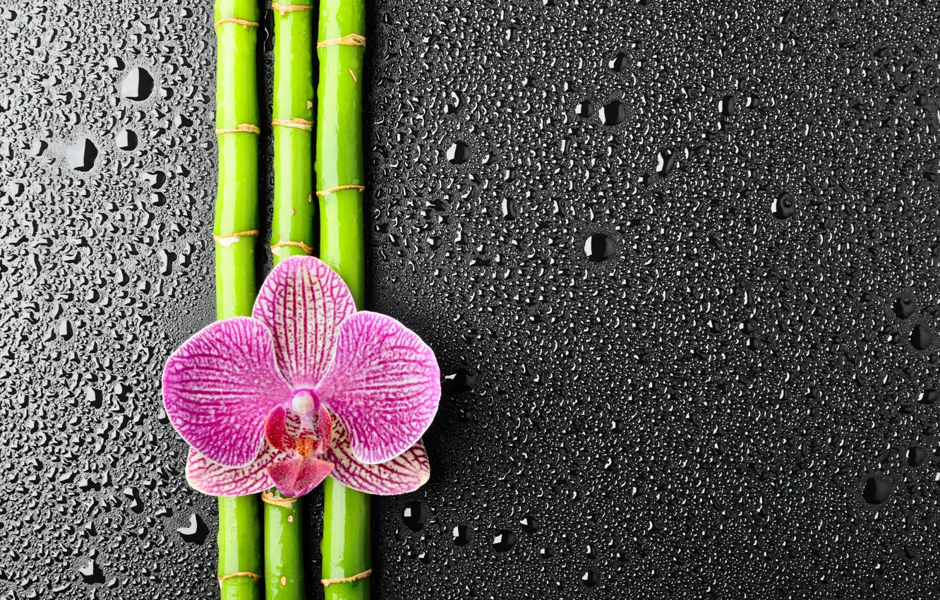 Photo wallpaper drops, flowers, bamboo, Orchid