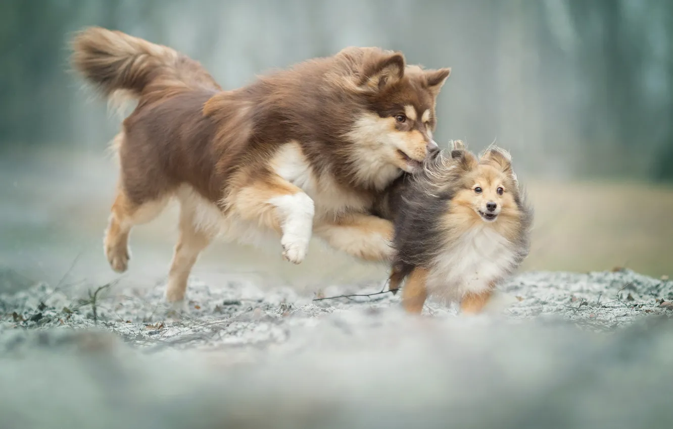 Photo wallpaper game, mood, bokeh, two dogs, Sheltie, Finnish lapphund, catch-up, Shetland Sheepdog
