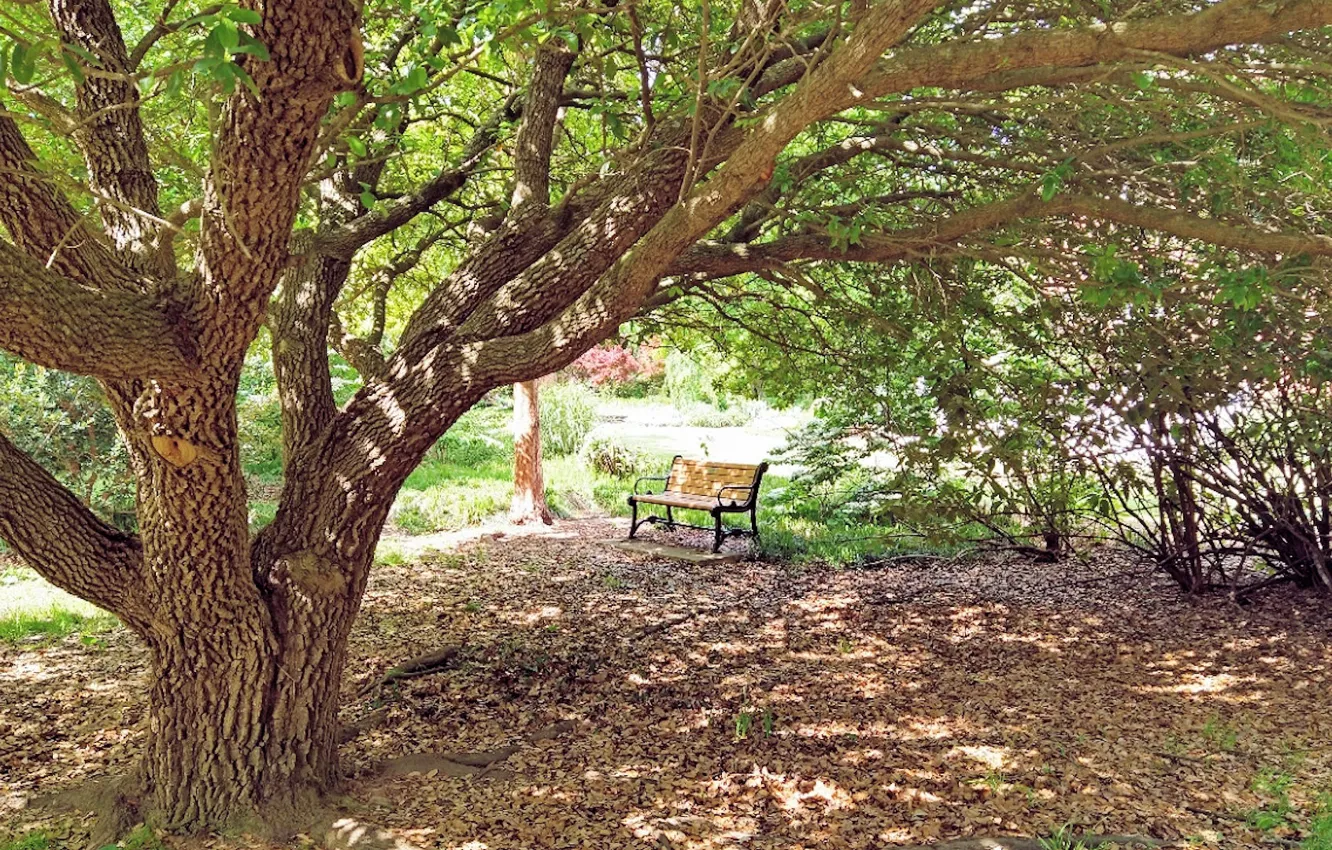 Photo wallpaper PARK BENCH, bench seat, Fred Fletcher Park, Jim Perry