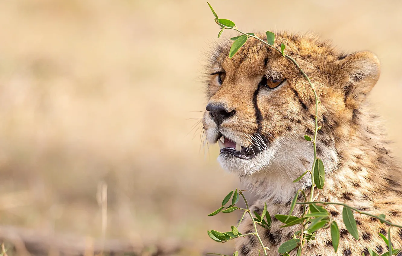 Photo wallpaper face, background, Cheetah, wild cat