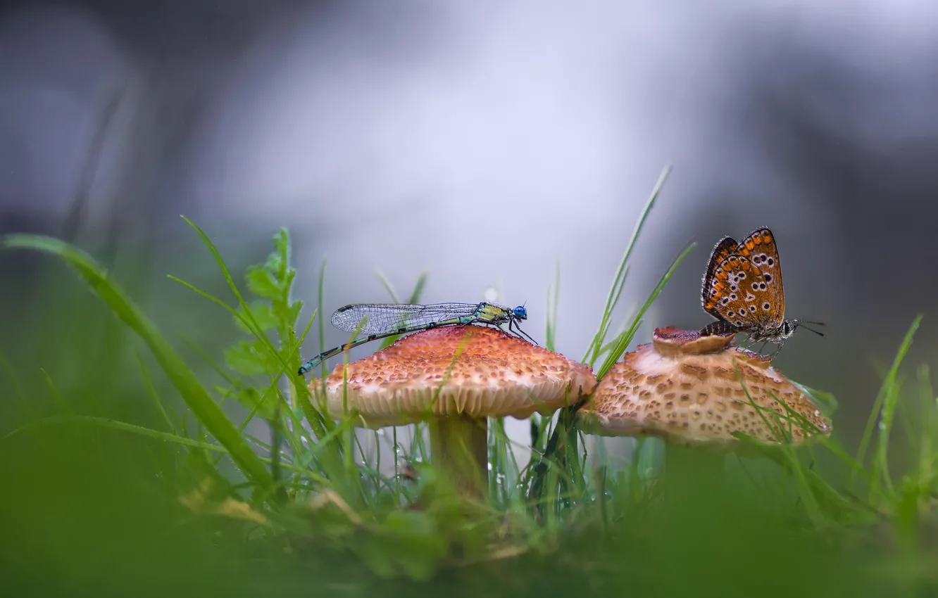 Photo wallpaper butterfly, mushrooms, dragonfly, bokeh