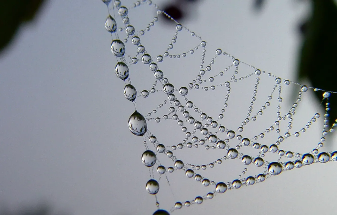 Photo wallpaper drops, pattern, web