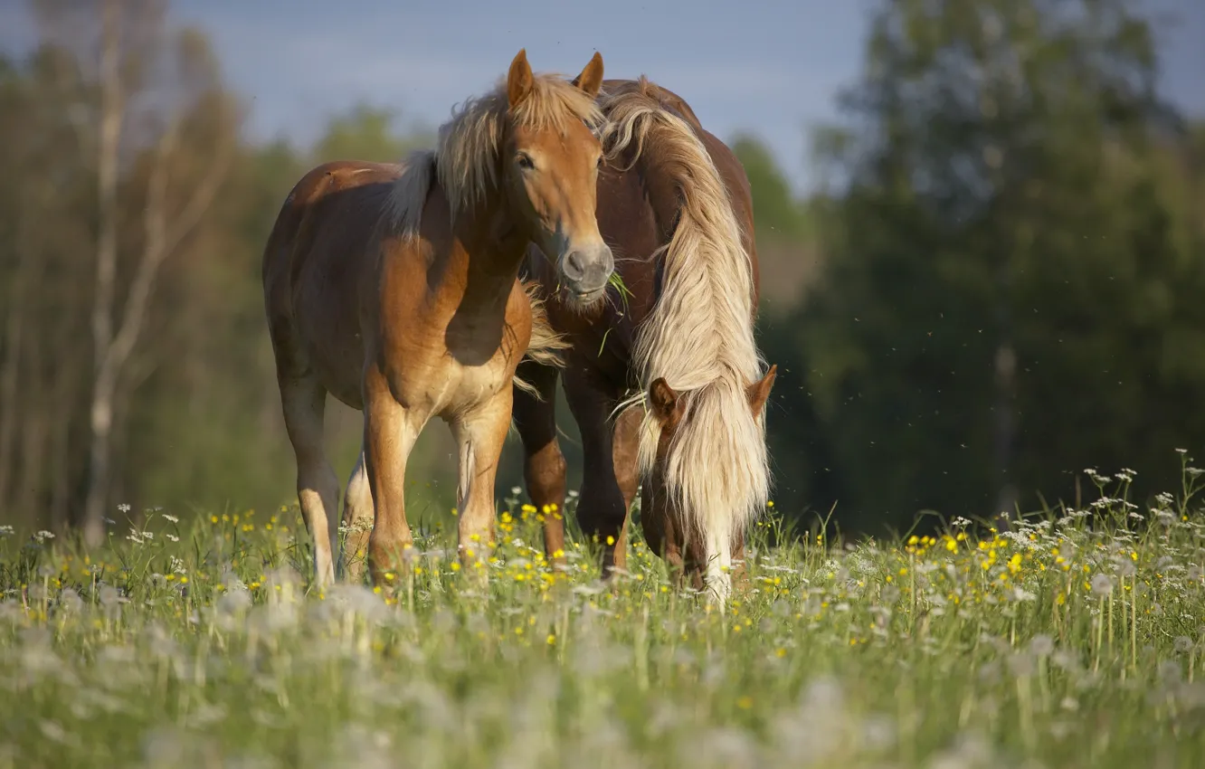 Photo wallpaper summer, grass, nature, horse, company