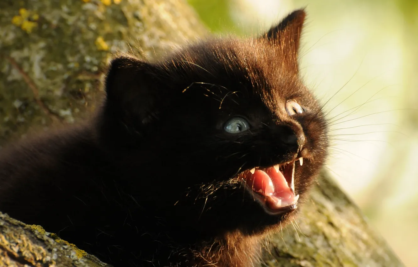 Photo wallpaper fear, fright, baby, kitty, on the tree