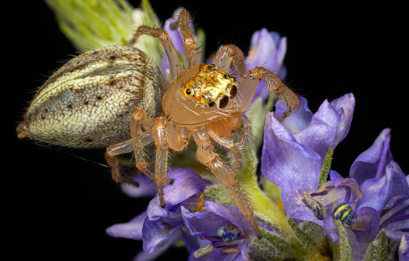 Photo wallpaper macro, flowers, spider, black background, lilac, abdomen, jumper, spider
