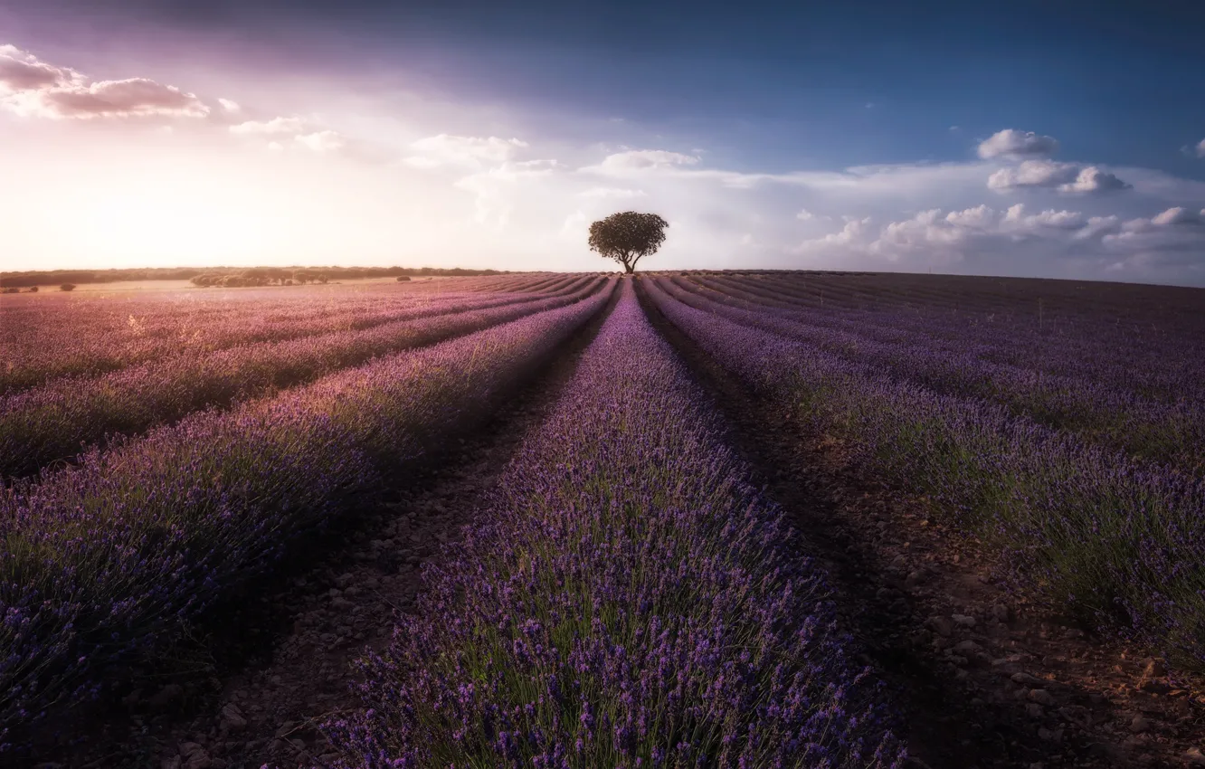 Photo wallpaper field, the sky, clouds, tree, lavender