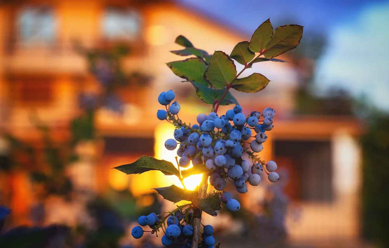 Photo wallpaper autumn, leaves, light, branches, blue, berries, home, fruit
