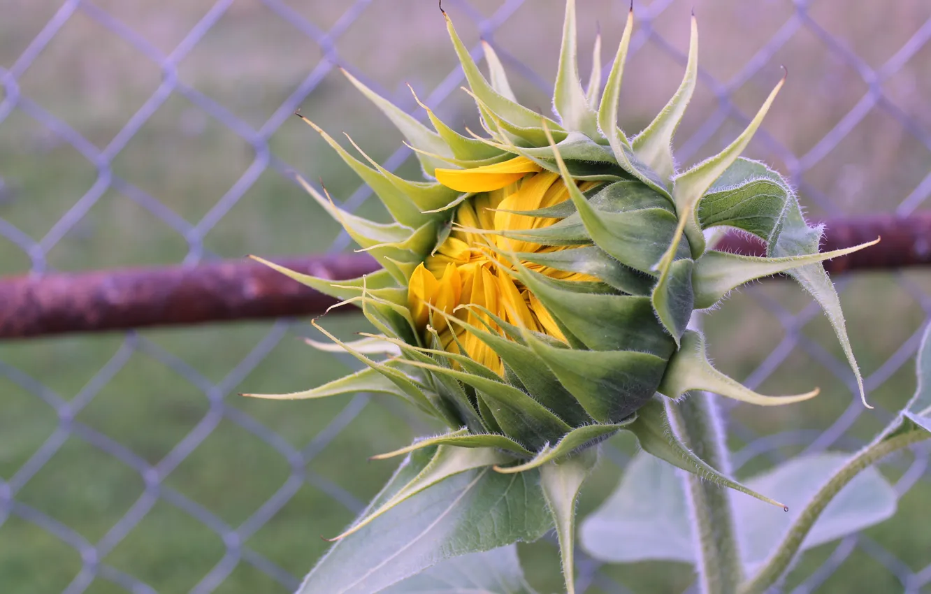 Photo wallpaper summer, sunflowers, village, July, 2016, Otsego