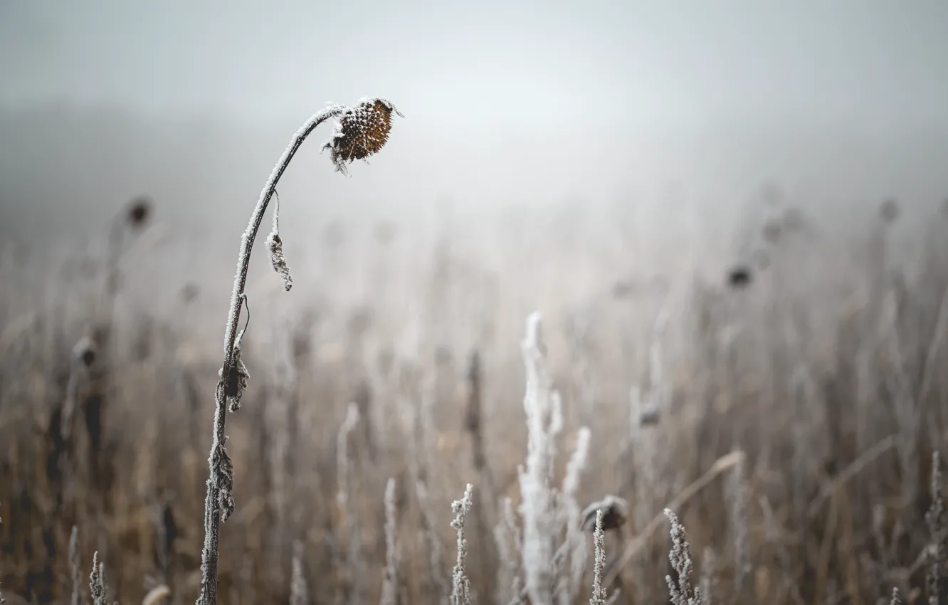 Photo wallpaper frost, sunflowers, nature