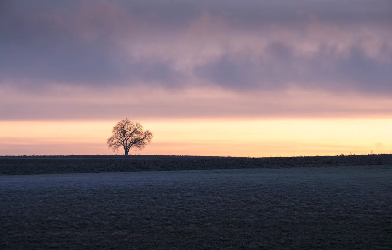 Photo wallpaper field, sunset, tree, minimalism