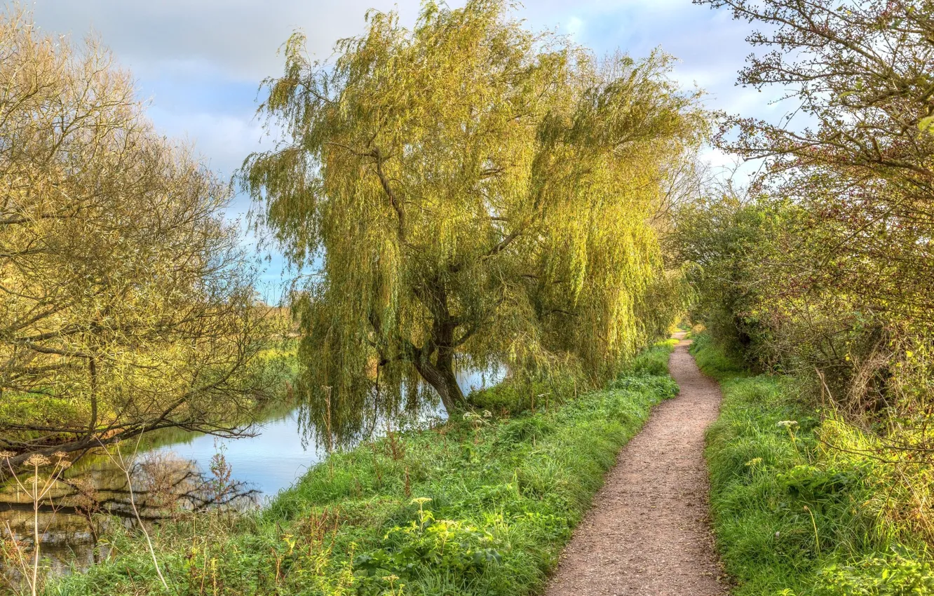 Photo wallpaper trees, landscape, nature, track