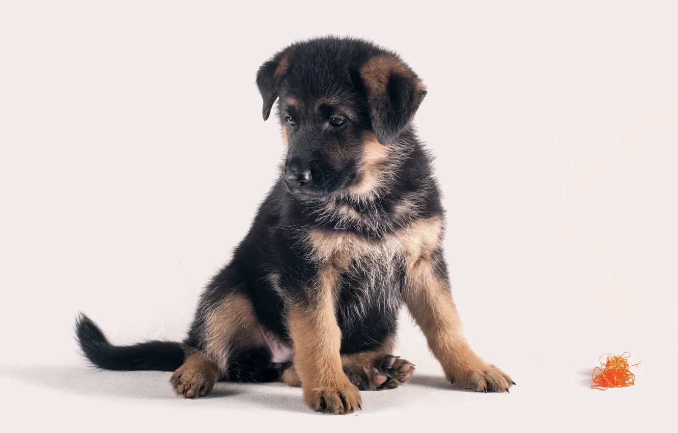 Photo wallpaper sweetheart, puppy, German shepherd