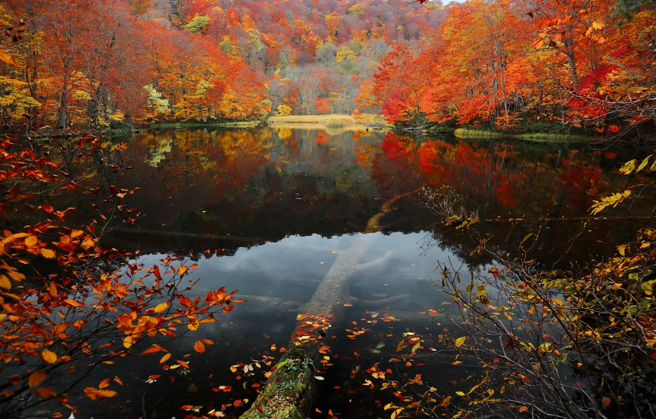Photo wallpaper autumn, forest, leaves, water, trees, lake, slope, the crimson