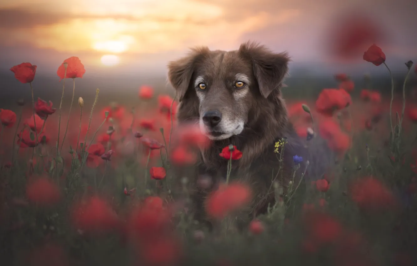 Photo wallpaper summer, look, face, sunset, flowers, red, fog, Maki