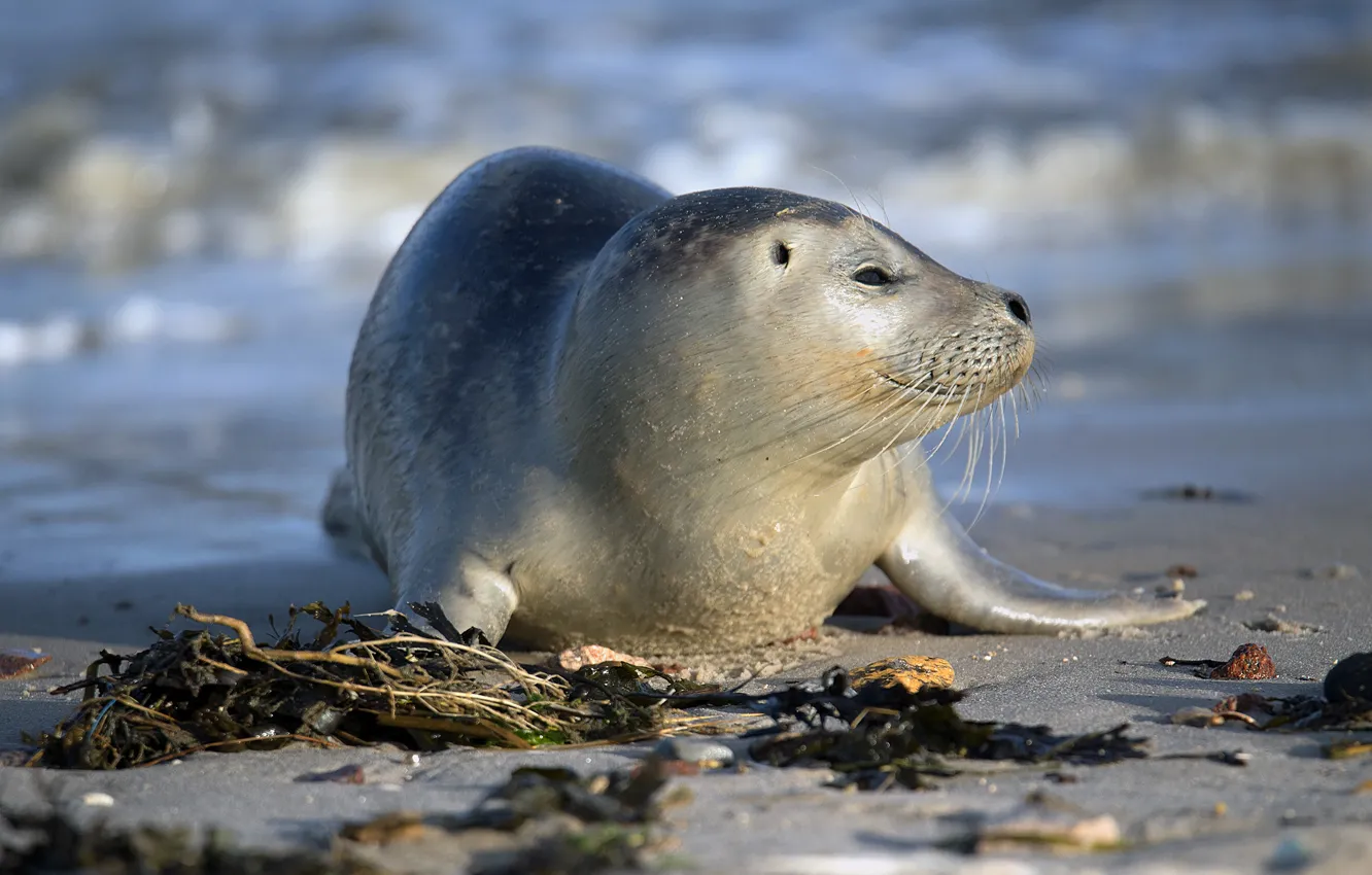 Photo wallpaper sea, nature, smile, shore, seal, cub, pinnipeds