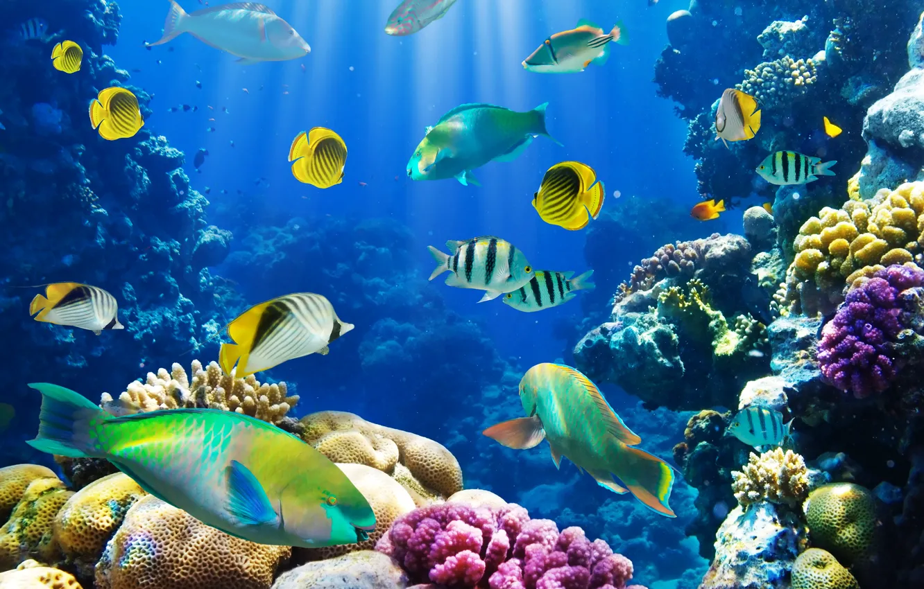 Photo wallpaper fish, underwater world, underwater, ocean, fishes, tropical, reef, coral