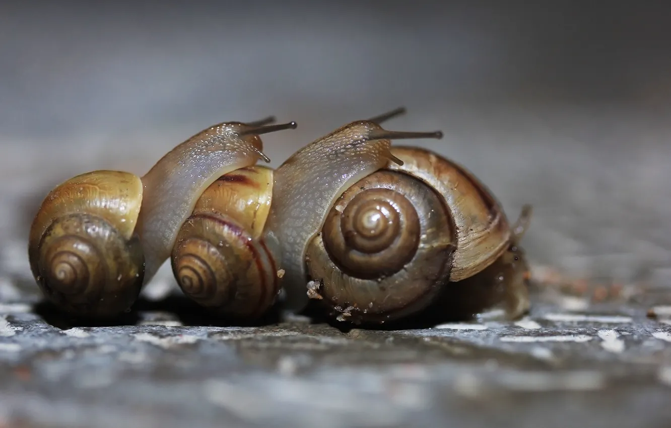 Photo wallpaper macro, background, snails