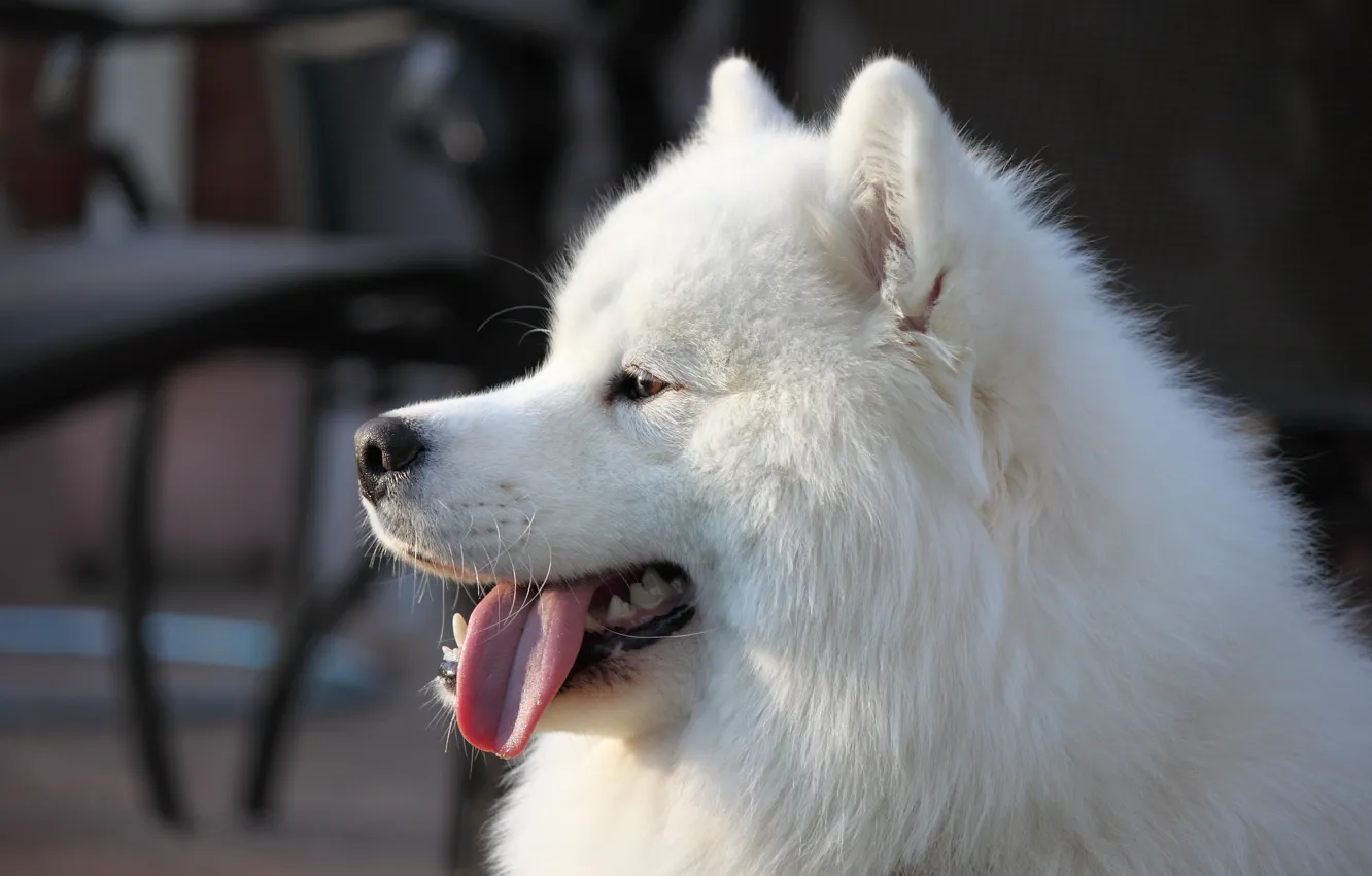 Photo wallpaper look, pose, dog, face, Samoyed