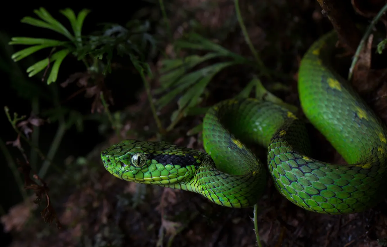 Photo wallpaper greens, nature, green, the dark background, snake, reptile