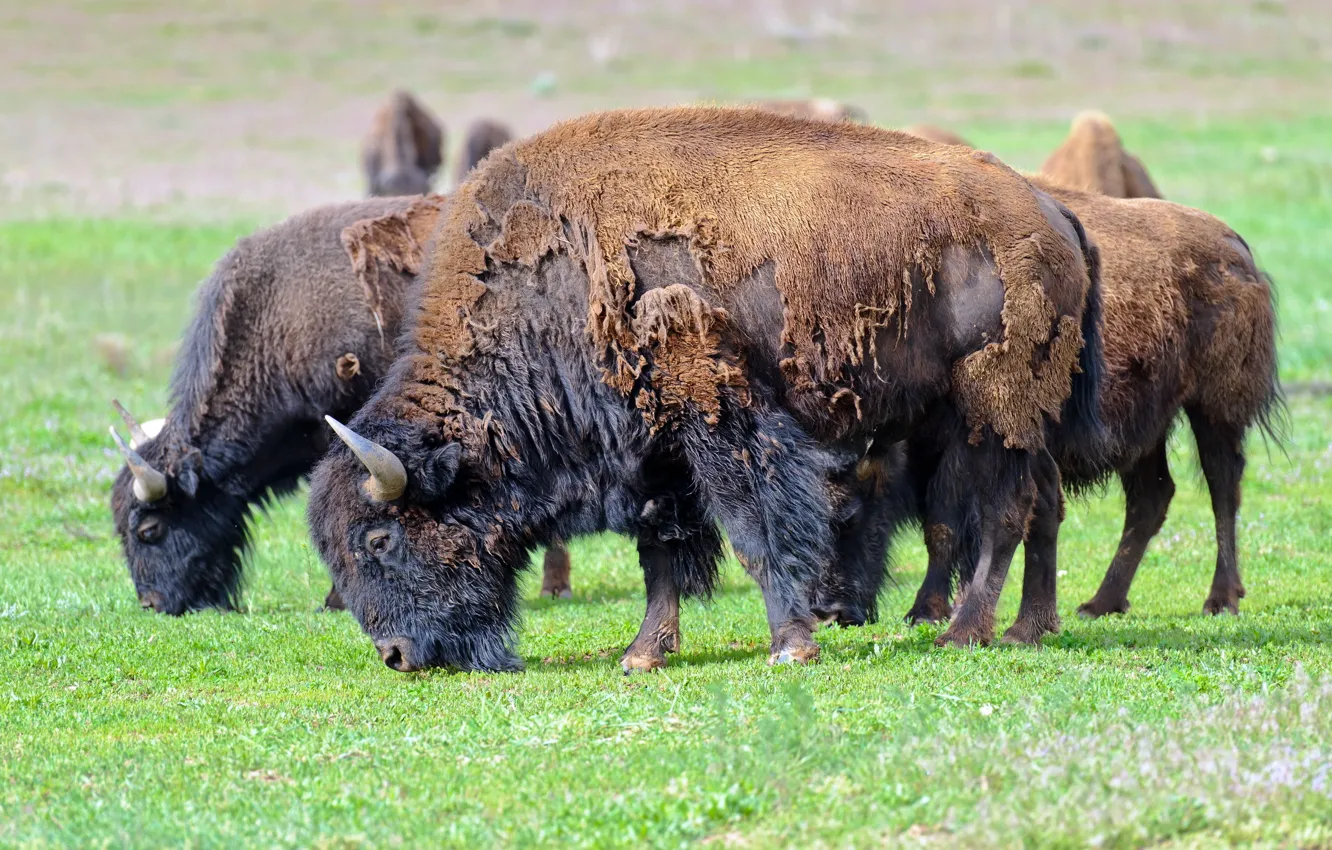 Photo wallpaper summer, nature, American bison