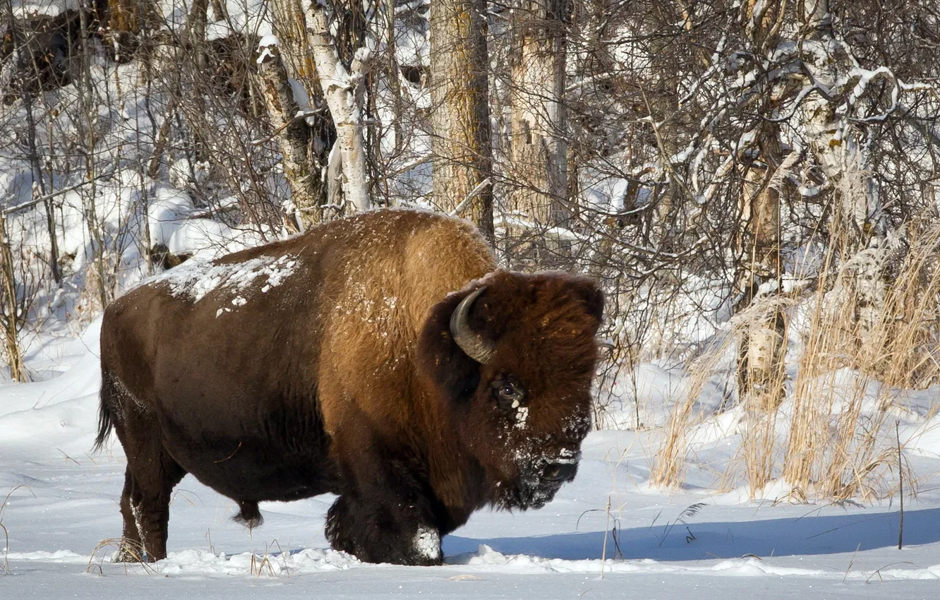 Photo wallpaper winter, nature, Bison