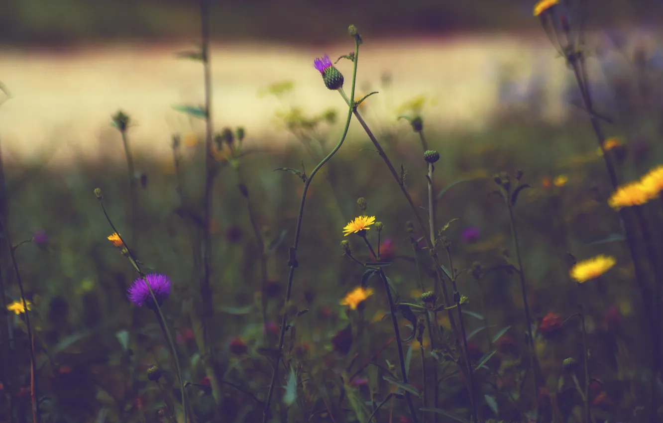 Photo wallpaper grass, flowers, petals
