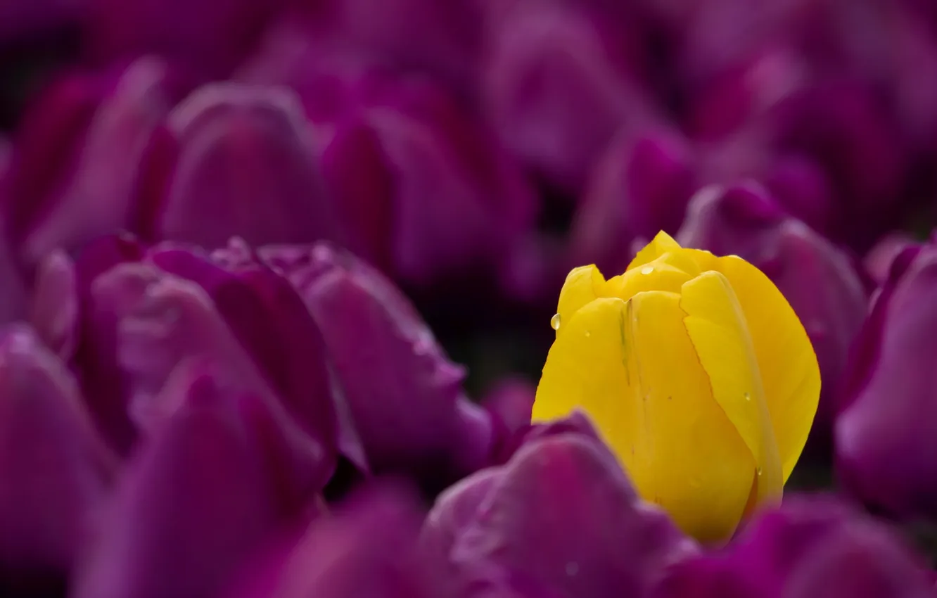 Photo wallpaper flowers, spring, tulips