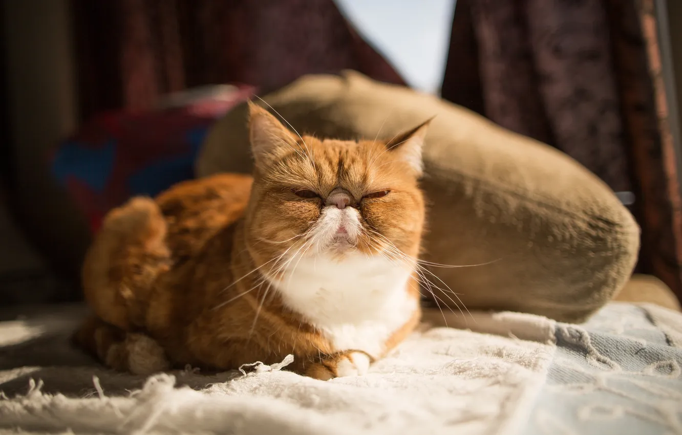 Photo wallpaper cat, exotic, important