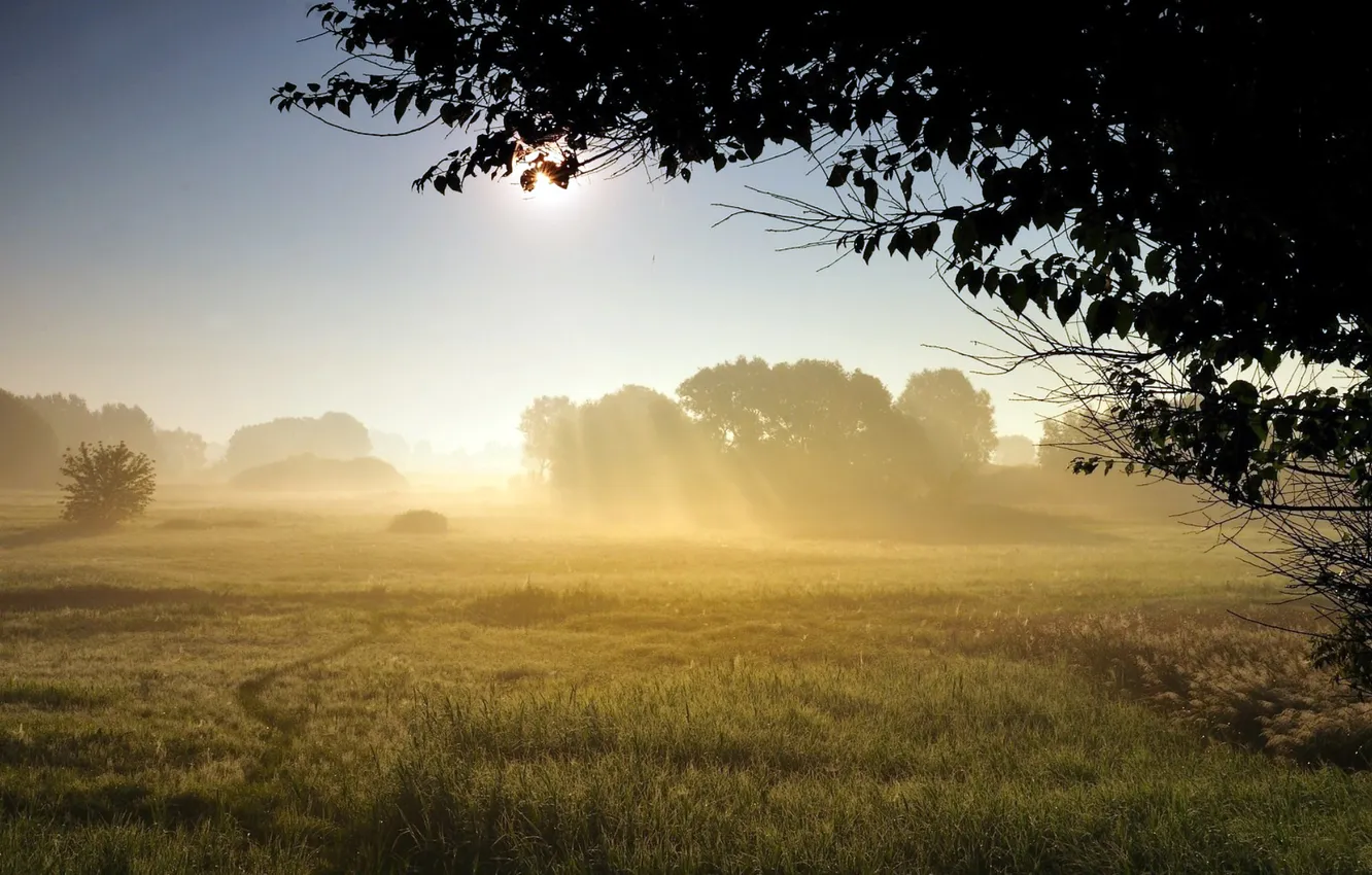 Photo wallpaper greens, forest, the sky, grass, the sun, rays, light, trees