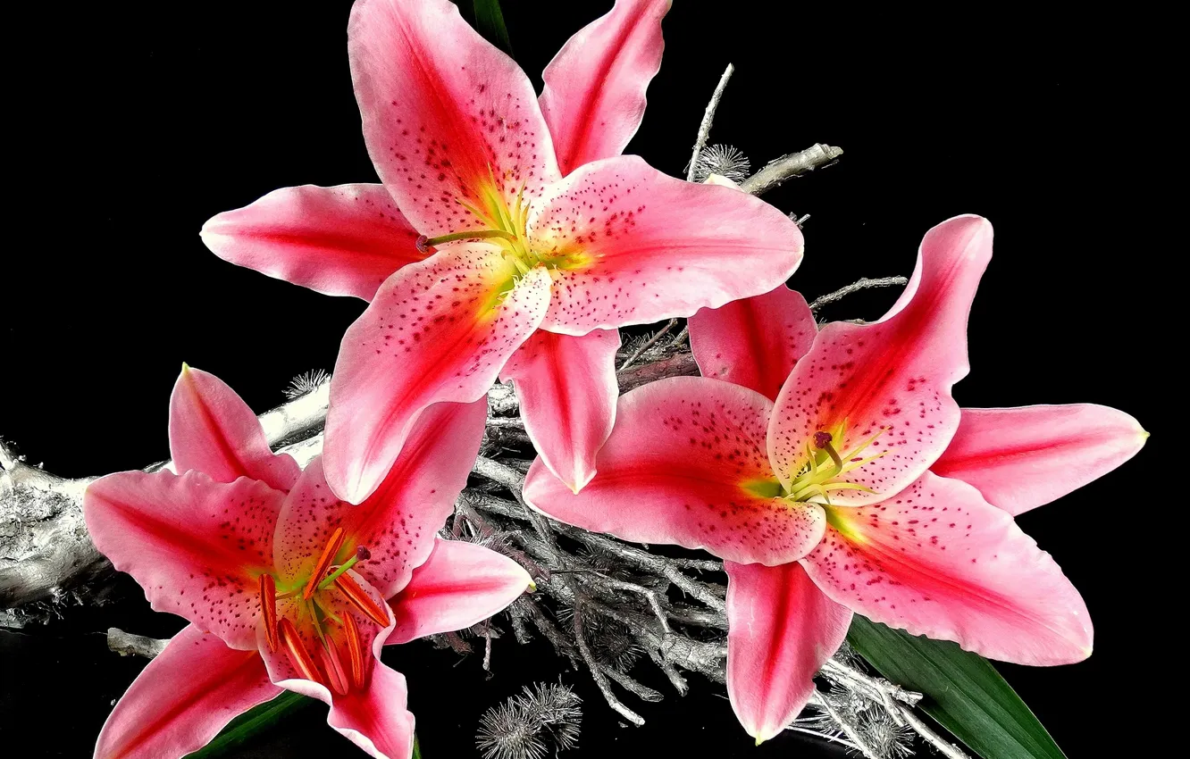 Photo wallpaper Lily, petals, black background
