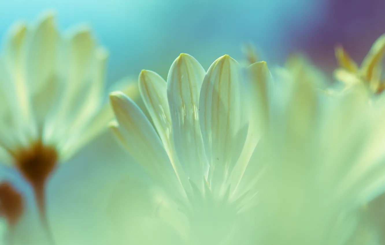 Photo wallpaper macro, flowers, petals