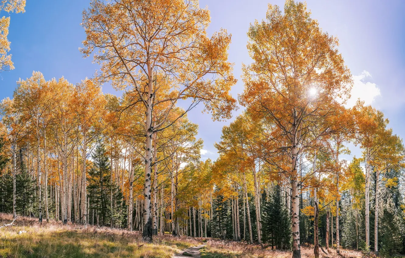 Photo wallpaper autumn, nature, birch