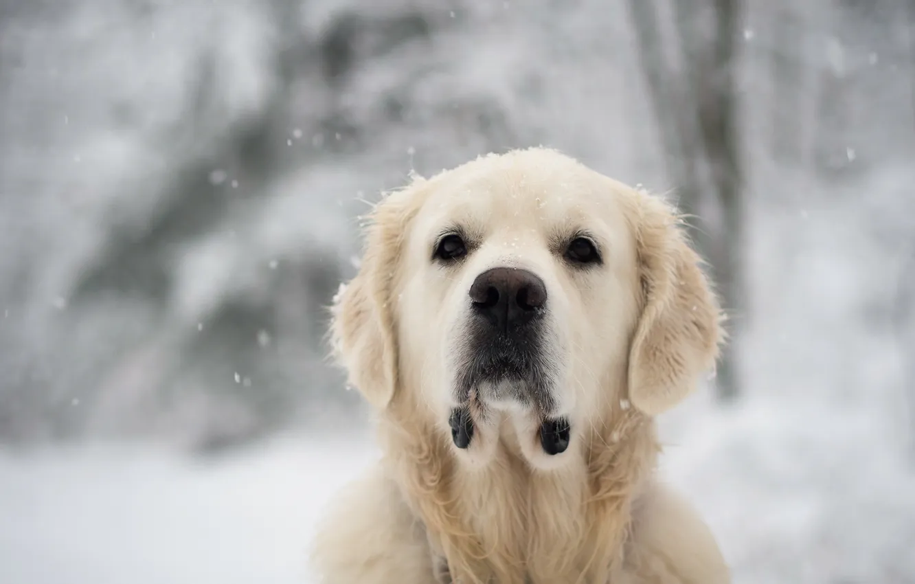 Photo wallpaper look, each, dog