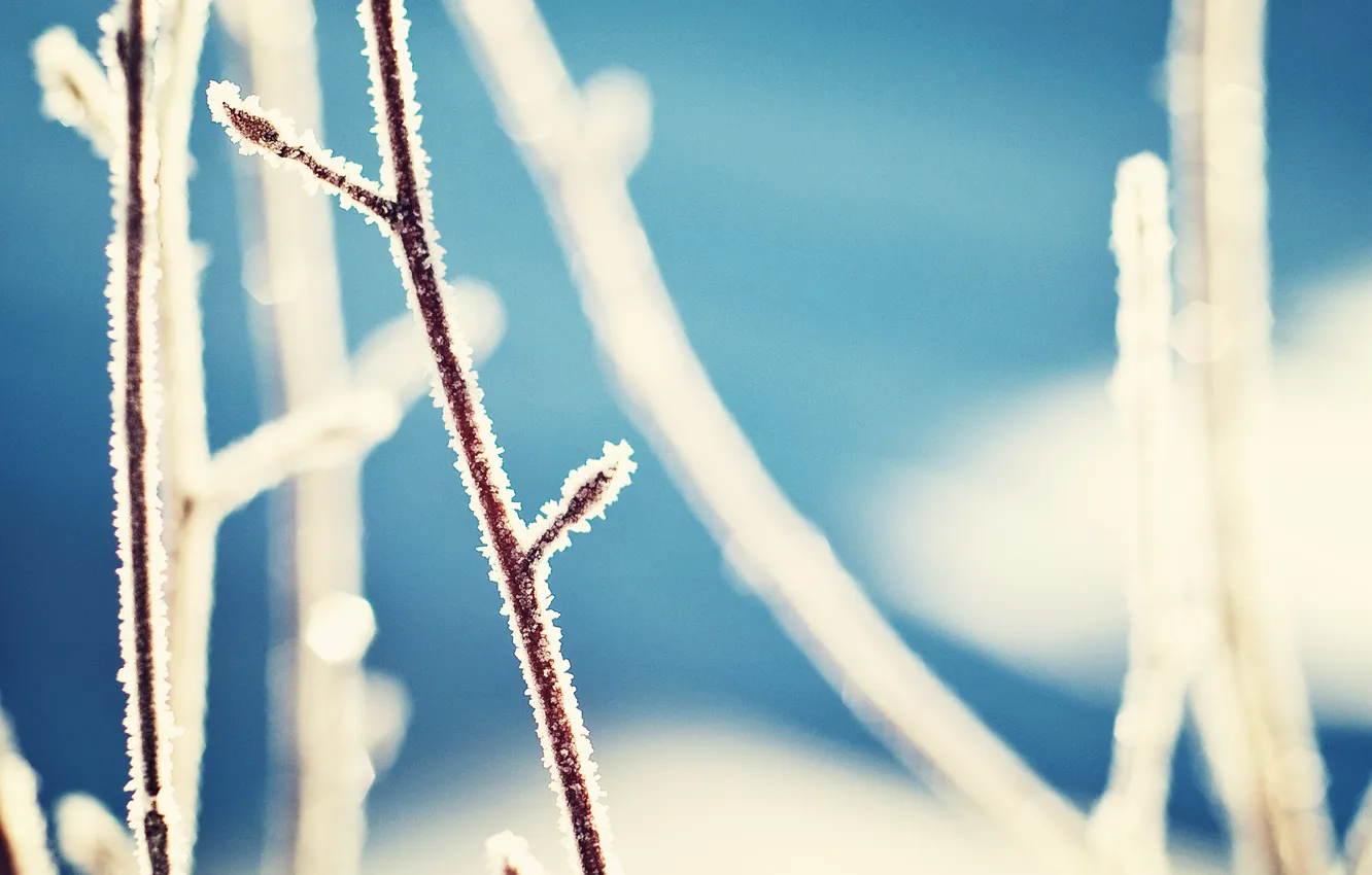 Photo wallpaper winter, branches, Colorado