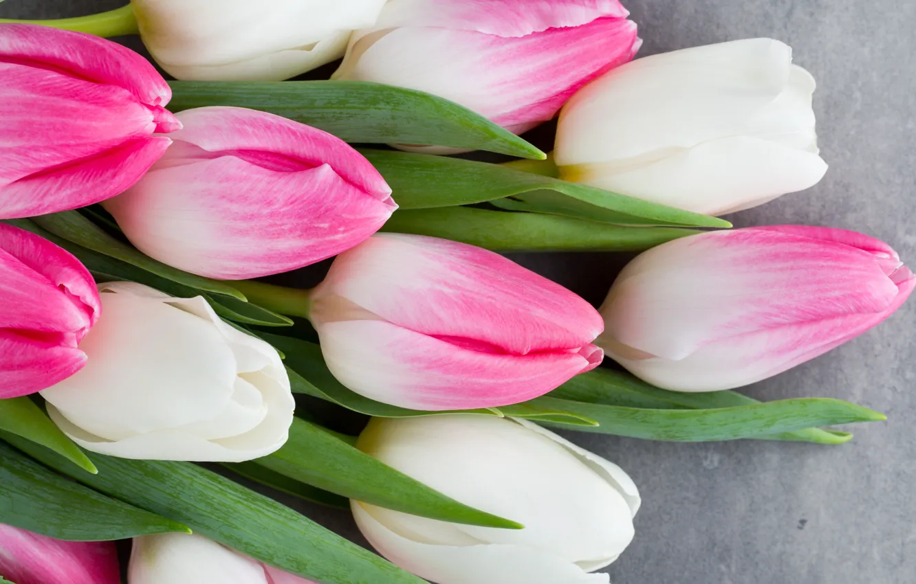 Photo wallpaper flowers, bouquet, tulips, pink, white, white, fresh, pink