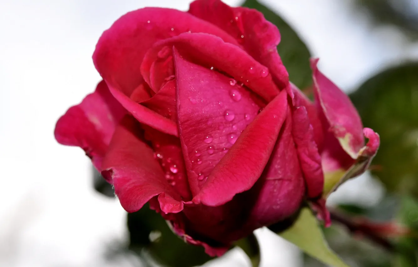Photo wallpaper flower, close-up, red, rose, Bud, red, rose, flower