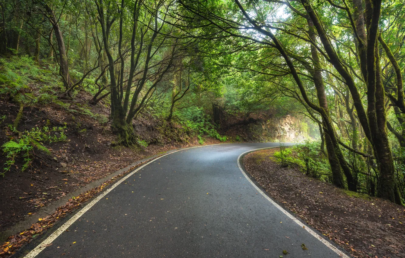 Photo wallpaper road, autumn, forest, leaves, trees, Park, colorful, forest