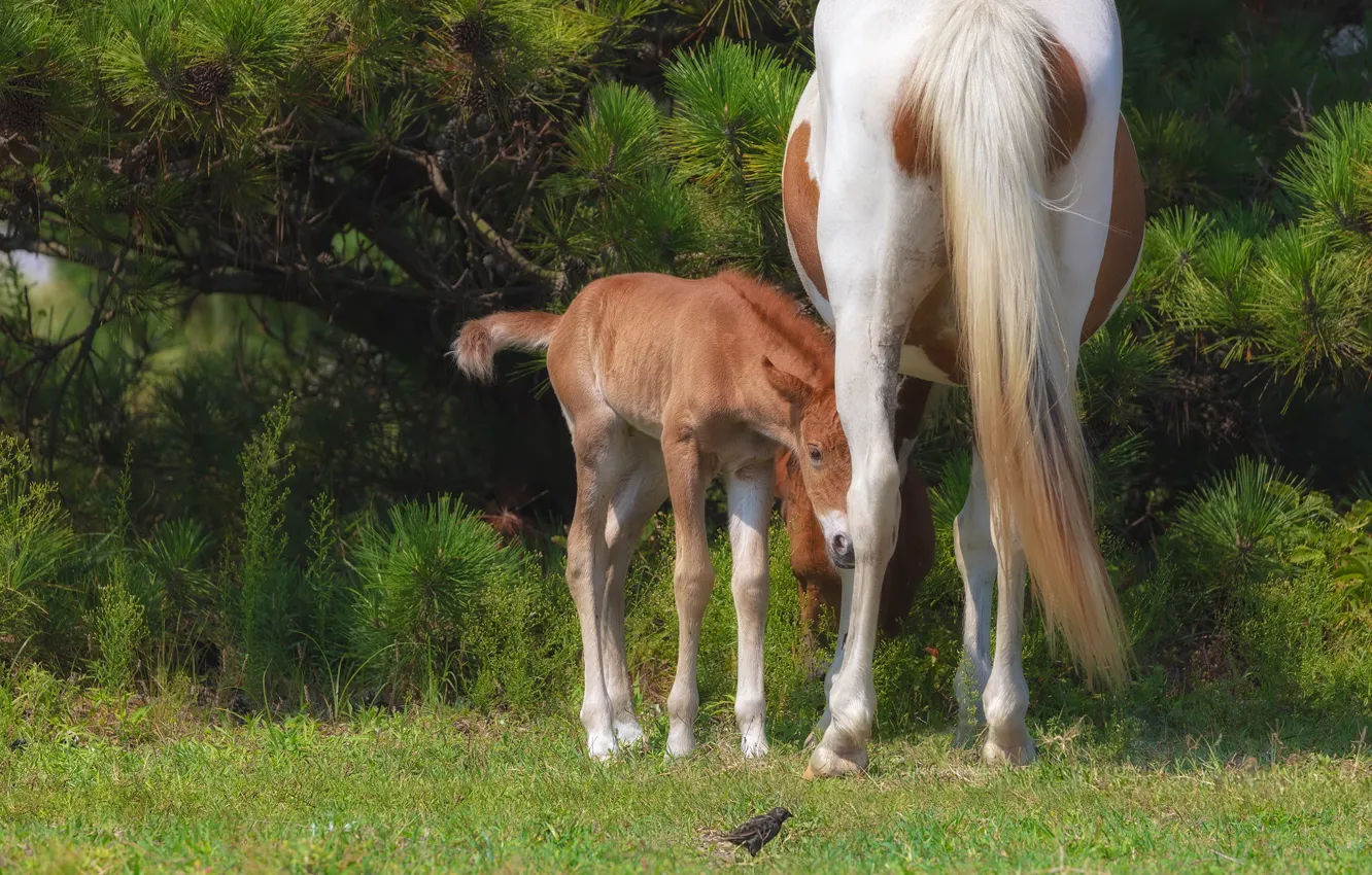 Photo wallpaper grass, trees, branches, nature, horse, bird, horse, baby
