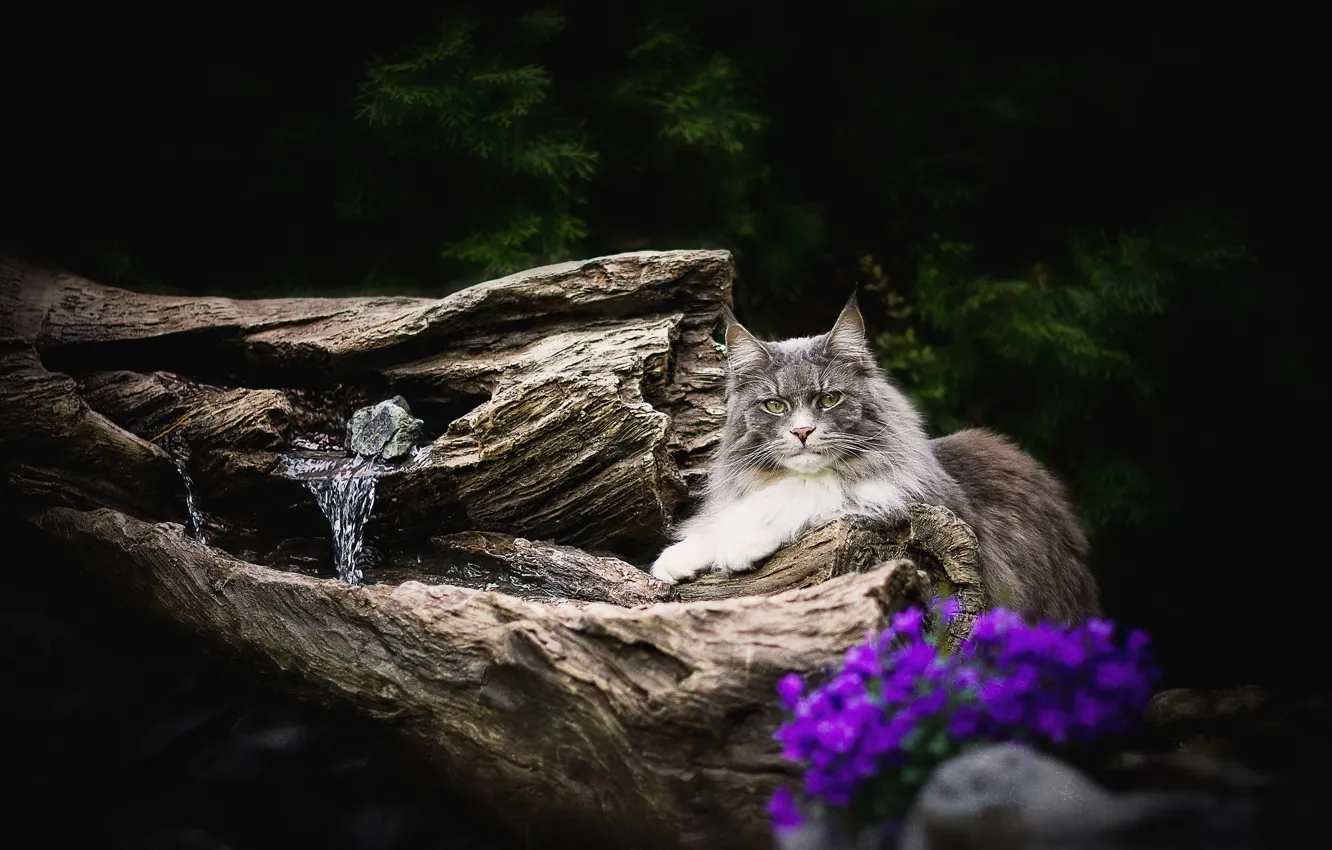 Photo wallpaper cat, cat, look, face, flowers, nature, pose, the dark background