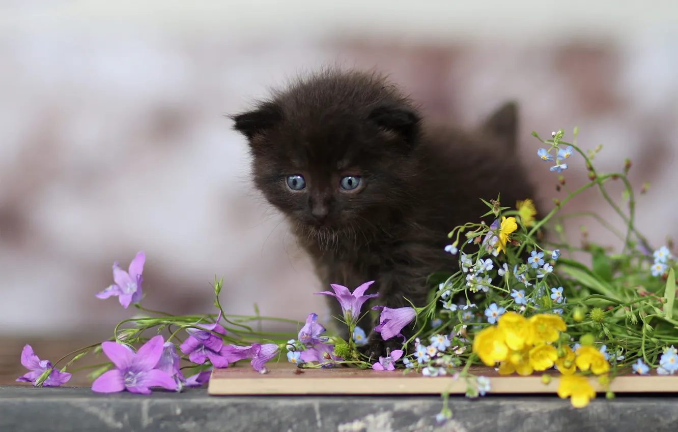 Photo wallpaper cat, flowers, black, bouquet, baby, kitty, bells, field