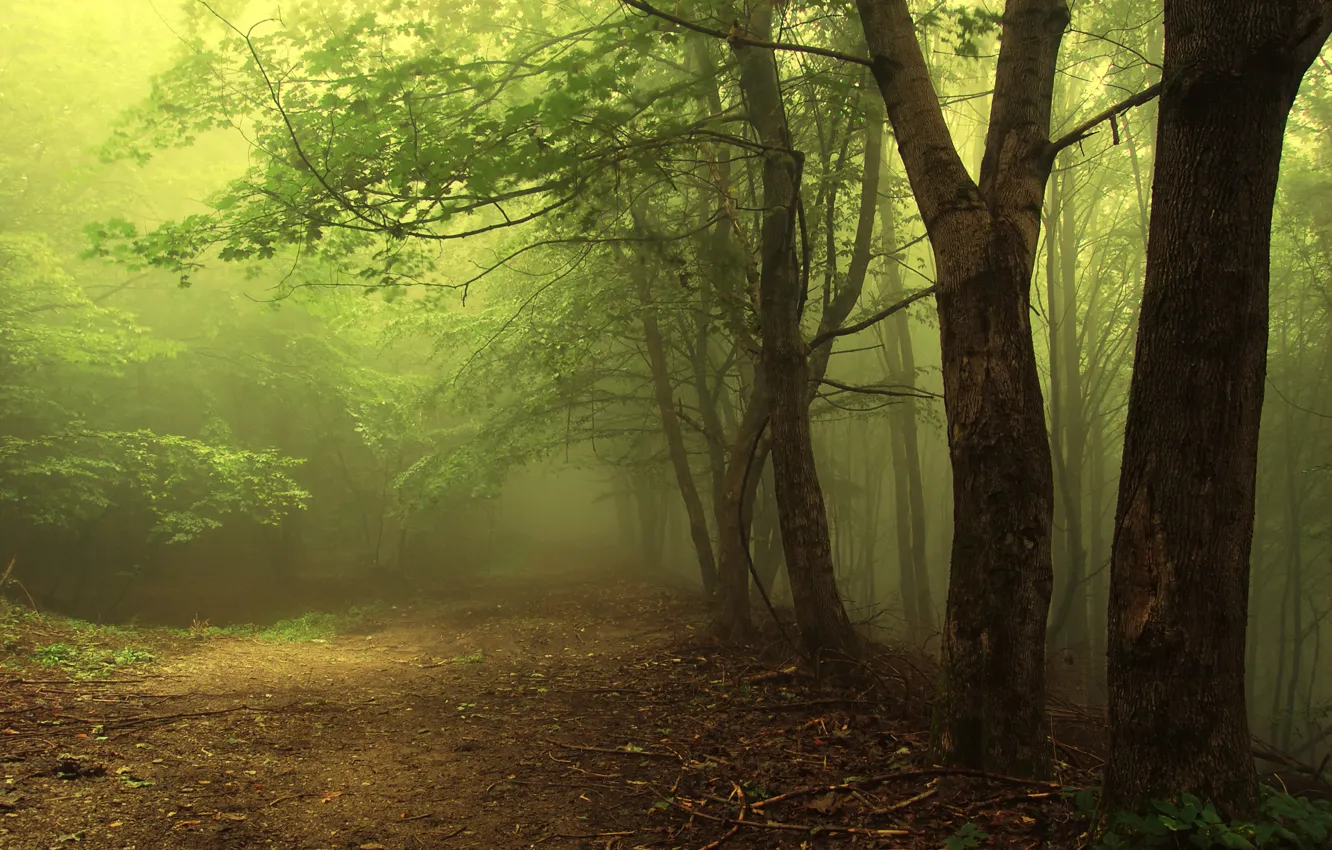 Photo wallpaper greens, forest, leaves, trees, branches, nature, earth