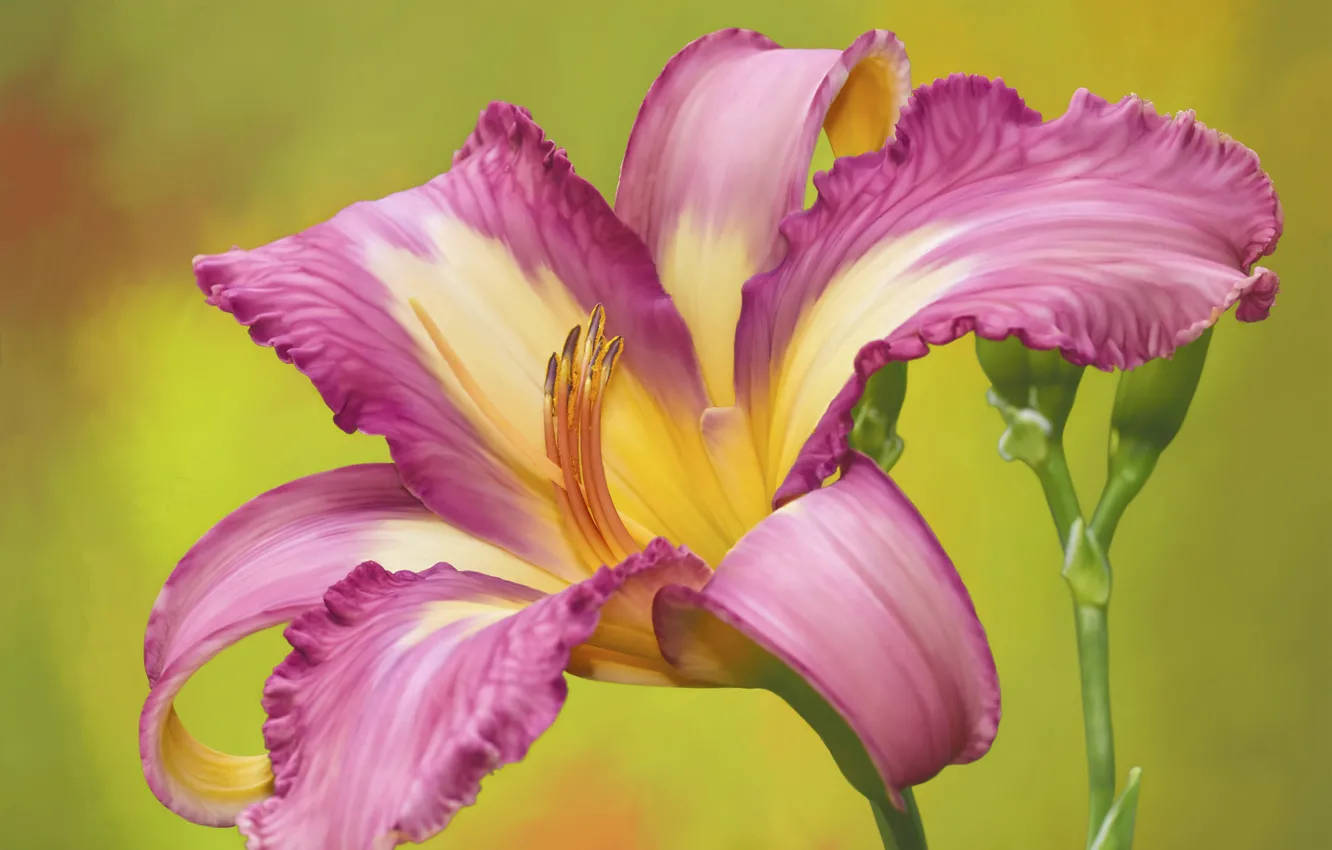 Photo wallpaper flowers, pink, daylilies