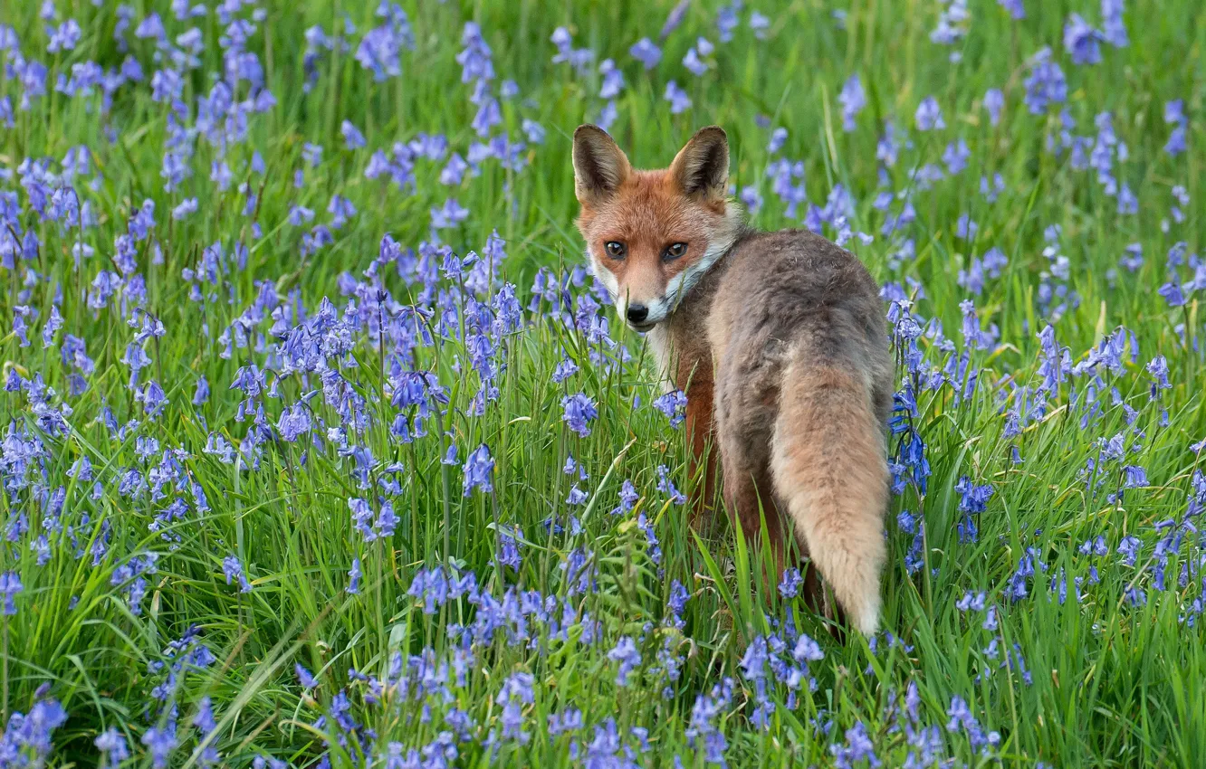 Photo wallpaper greens, flowers, pose, blue, glade, spring, Fox, bells