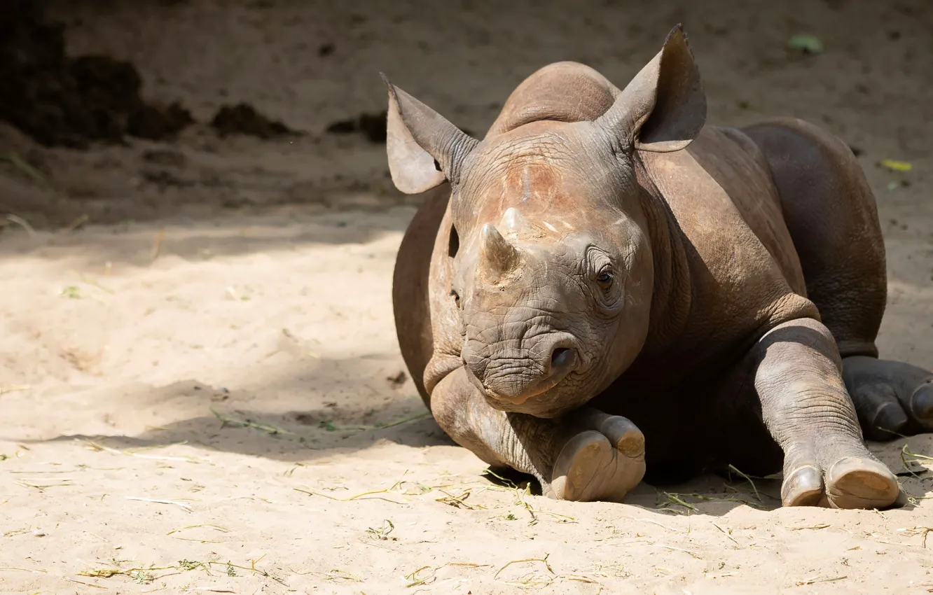 Photo wallpaper light, pose, stay, baby, lies, cub, Rhino