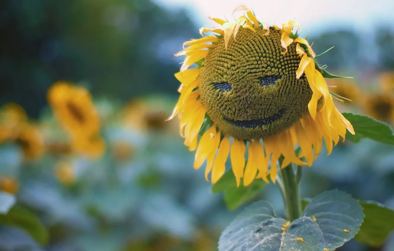 Photo wallpaper field, sunflowers, smiley, flower of the sun