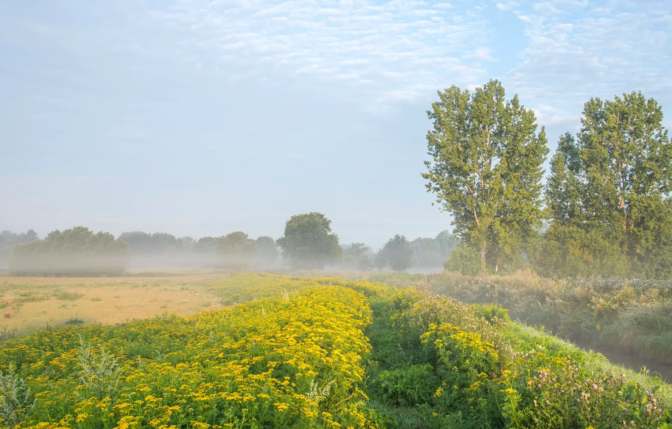 Photo wallpaper field, summer, the sky, clouds, trees, flowers, yellow, fog