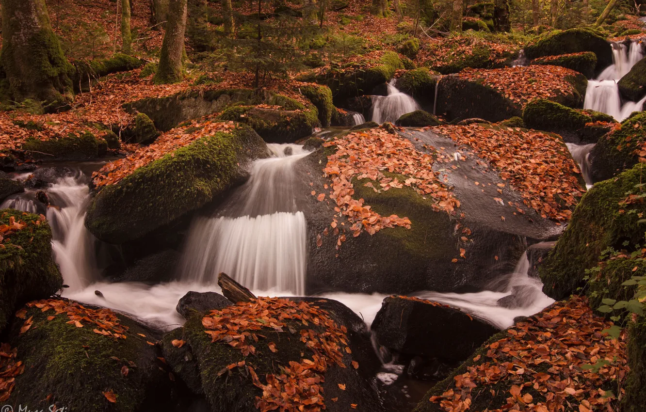 Photo wallpaper autumn, forest, leaves, trees, nature, river